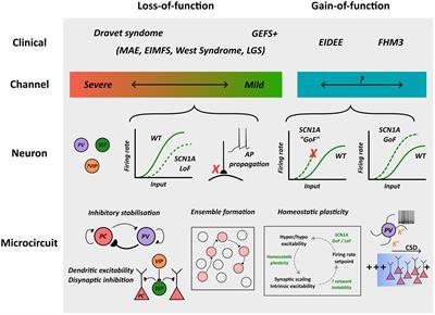 SCN1A channelopathies: Navigating from genotype to neural circuit dysfunction